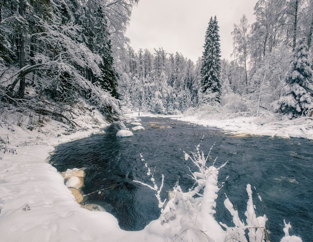 Mundo maravilloso. Árboles en la nieve en las orillas de un río forestal, Reserva Lendulovskaya Roscha en la región de Leningrado en Rusia