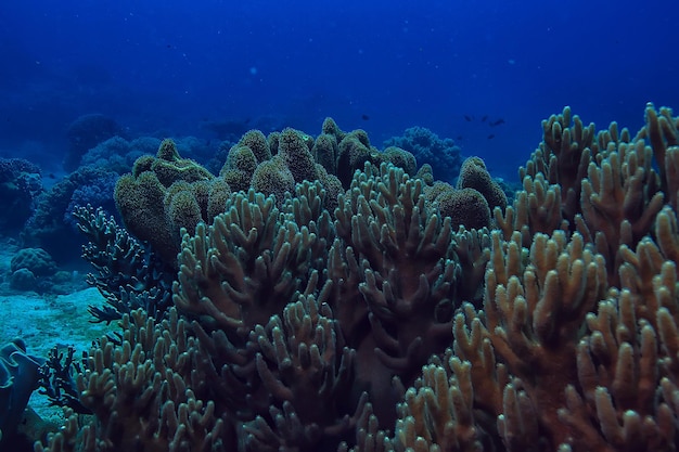 mundo subaquático / deserto do mar azul, oceano mundial, incrível debaixo d'água