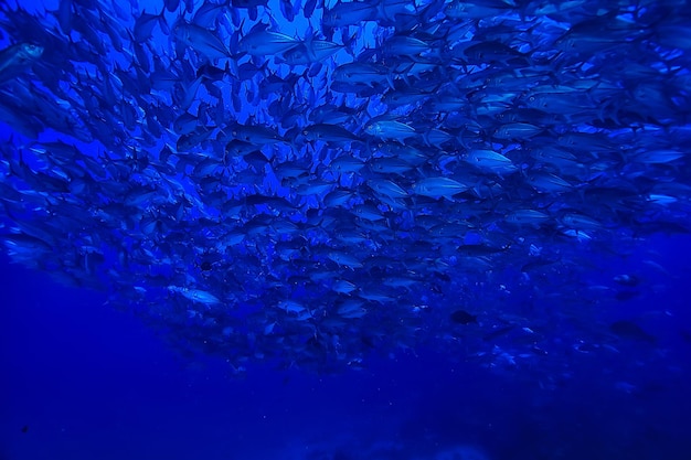 mundo subaquático / deserto do mar azul, oceano mundial, incrível debaixo d'água