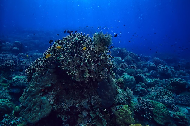 mundo subaquático / deserto do mar azul, oceano mundial, incrível debaixo d'água