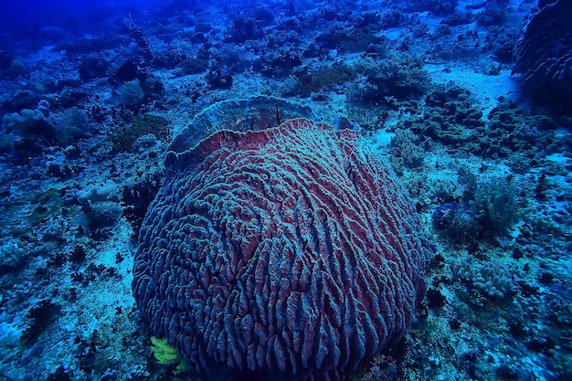 mundo subaquático / deserto do mar azul, oceano mundial, incrível debaixo d'água