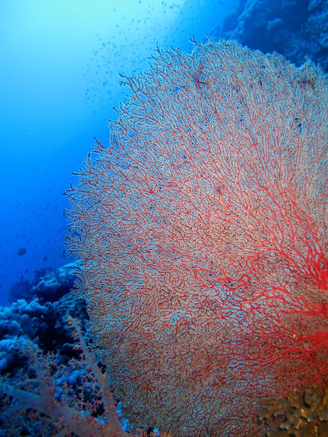 Mundo subaquático do Mar Vermelho