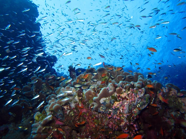 Mundo subaquático do Mar Vermelho