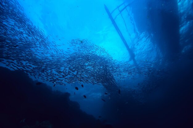 mundo submarino / desierto del mar azul, océano mundial, increíble bajo el agua