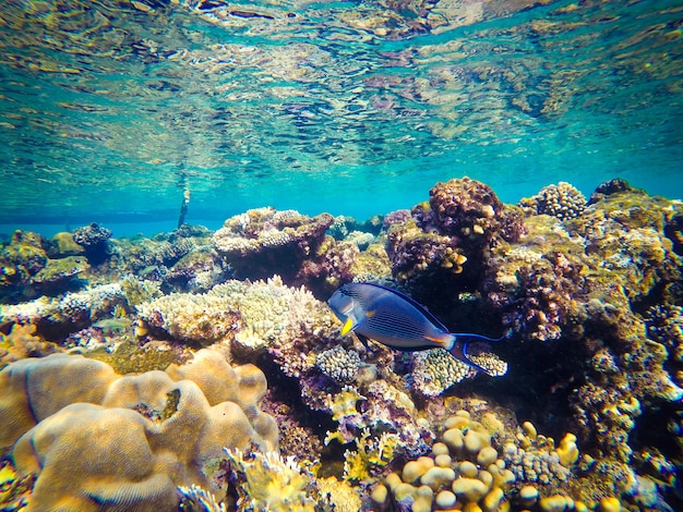 Mundo submarino del Mar Rojo en Egipto. Corales y peces