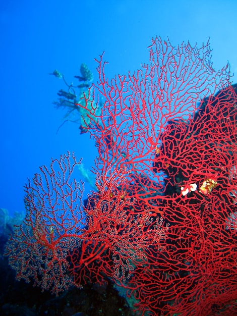 Mundo submarino del Mar Rojo