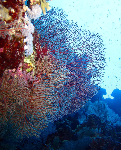 Mundo submarino del Mar Rojo