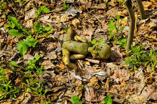 Muñeca rota vieja abandonada en el bosque