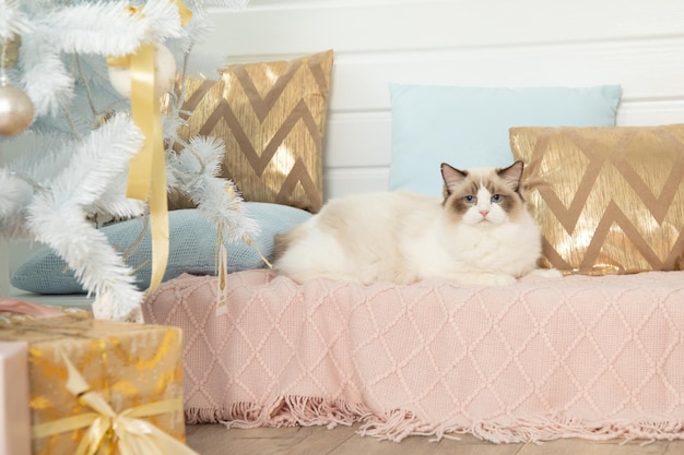 Muñeca de trapo de gato de pelo largo se encuentra en una manta tejida sobre un fondo de almohadas decorativas cerca del árbol de Navidad. Gatos de pedigrí. Zona de fotos. Regalos de Navidad. Gatos de ojos azules. Sesión de fotos para gato.