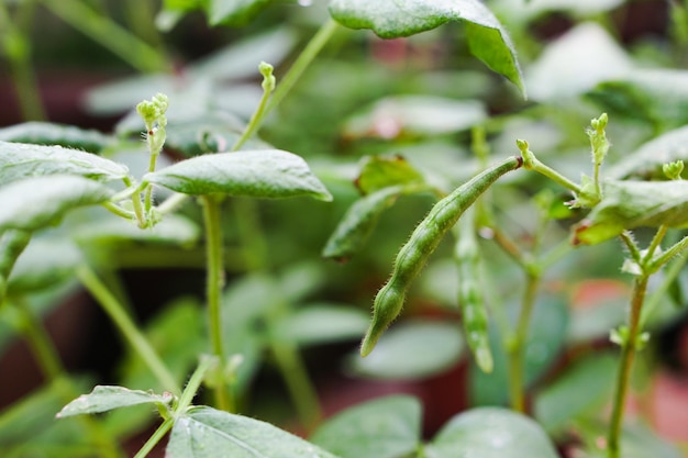 Mung Bean pod es una planta de la familia de las leguminosas