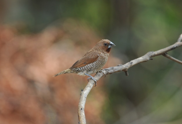 Munia de peito escamoso