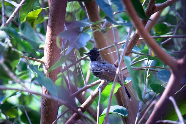 Foto munia de pecho escamoso sentada en la rama de un árbol en su entorno natural