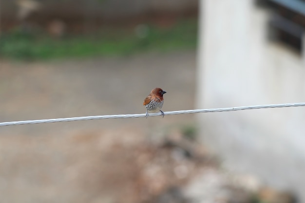 Munia de pecho escamoso