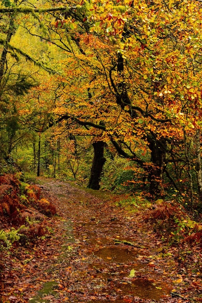 Muniellos umfassendes Naturschutzgebiet, zwischen den Gemeinden Cangas del Narcea und Ibias.