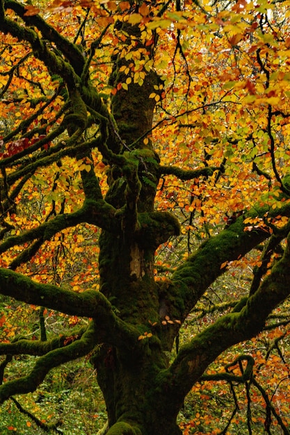 Foto muniellos umfassendes naturschutzgebiet, zwischen den gemeinden cangas del narcea und ibias.