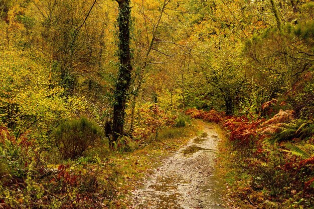 Muniellos umfassendes Naturschutzgebiet, zwischen den Gemeinden Cangas del Narcea und Ibias.