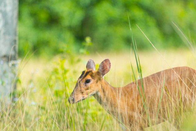 Foto muntiacus muntjak o ciervo ladrador de fea o el llamado muntjac de fea con flores en el fondo del parque nacional khao yai