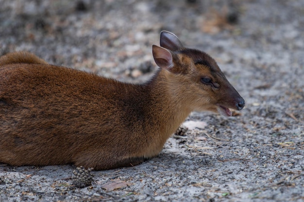 Foto muntjac chino muntiacus reevesi muntjac yace en la arena a la sombra