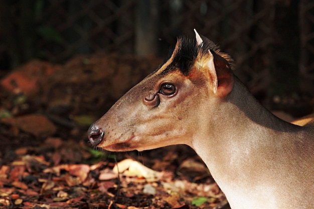 Foto muntjac de fea muntiacus feae