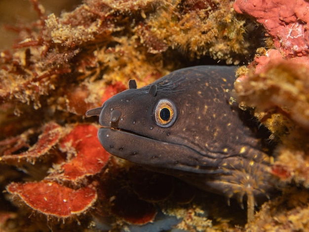 Foto muraena helena, auch bekannt als muraena