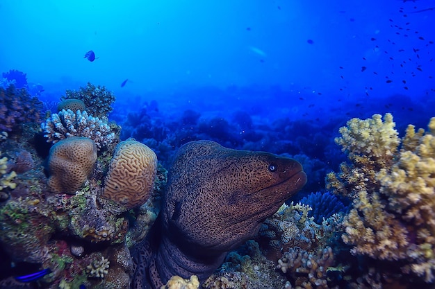 Muräne unter Wasser, Naturfoto wilde Schlange Raubtier Marine im Ozean