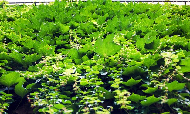 Foto mural coberto de vinha planta de hera verde que cobre a onda