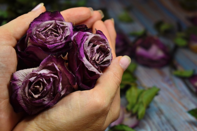 Murcha e fragilidade da vida. Seque botões de rosa nas palmas das mãos femininas suaves.