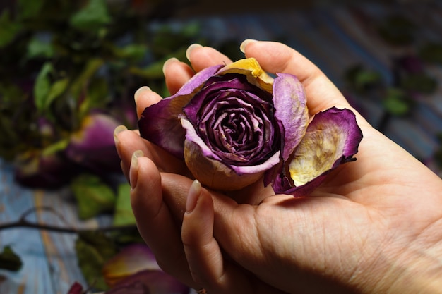 Murcha e fragilidade da vida. Seque botões de rosa nas palmas das mãos femininas suaves.