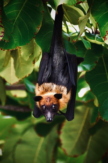 Foto un murciélago colgado de un árbol con hojas verdes.