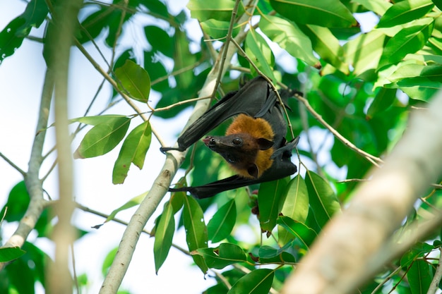 Murciélago colgado de una rama de árbol Murciélago malayo