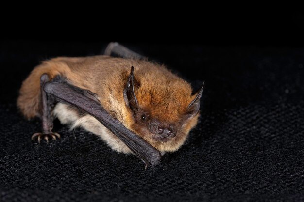 murciélago europeo kuhls pipistrelle pipistrellus khulii en un fondo negro