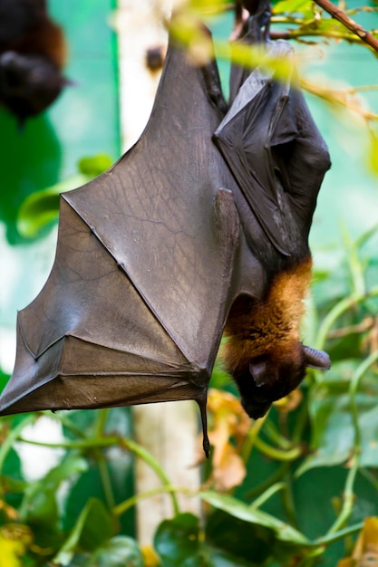 Murciélago gigante dormido