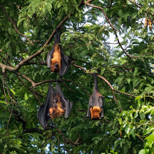 murciélago gigante de frutas en el árbol