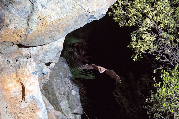 Murciélago de herradura mediterráneo (Rhinolophus euryale) Málaga, España