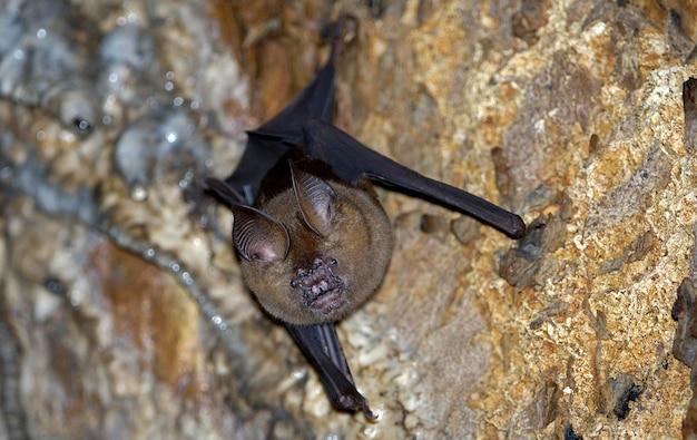 Foto murciélago de herradura rhinolophus spec en el parque nacional khao yai en tailandia