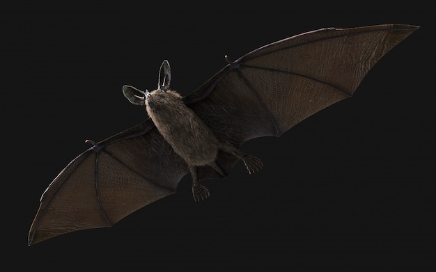 Foto murciélago vampiro sediento de sangre que se abalanza sobre la oscuridad
