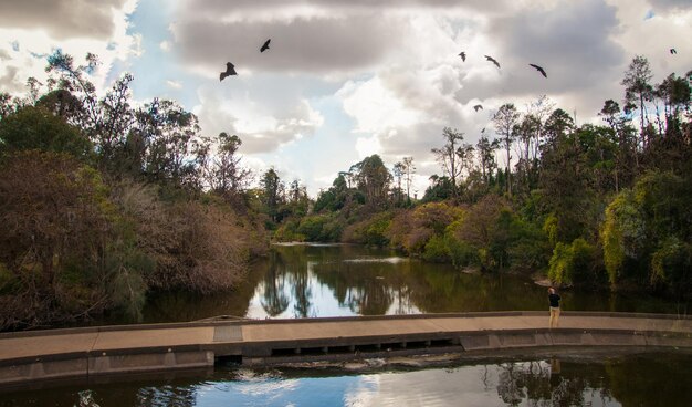 Foto los murciélagos por todas partes.