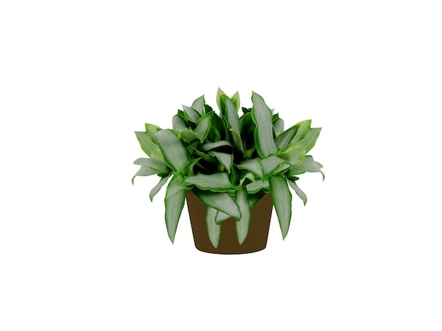 Murdannia o plantas de flor de rocío asiáticas aisladas sobre un fondo blanco