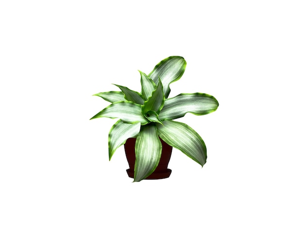 Murdannia o plantas de flor de rocío asiáticas aisladas sobre un fondo blanco