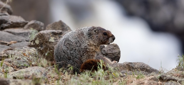 Murmeltier in der amerikanischen Naturlandschaft während des bewölkten Tages