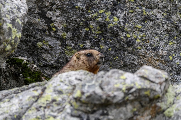 Murmeltier Marmota Marmota steht in Felsen in den Bergen Murmeltier in wilder Natur