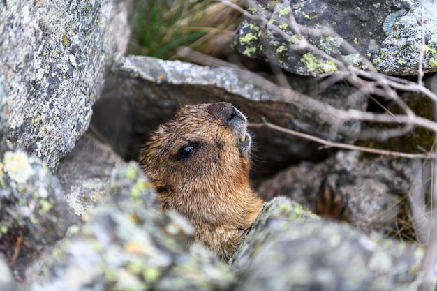 Murmeltier Marmota Marmota steht in Felsen in den Bergen Murmeltier in wilder Natur