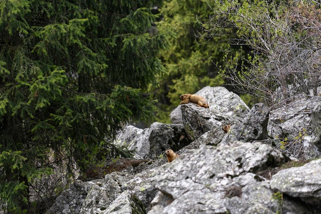 Murmeltier Marmota Marmota steht in Felsen in den Bergen Murmeltier in wilder Natur