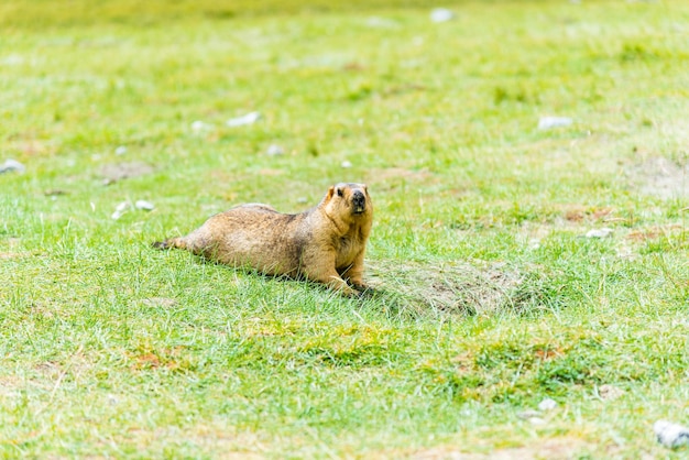 Murmeltier oder Murmeltier im grünen Feld