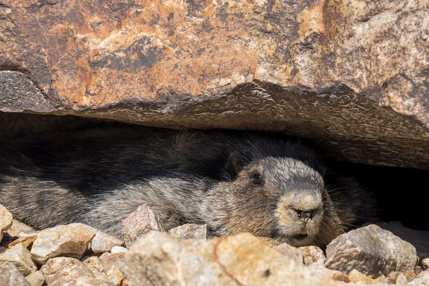 Murmeltier versteckt sich in Felsen und sieht wachsam aus