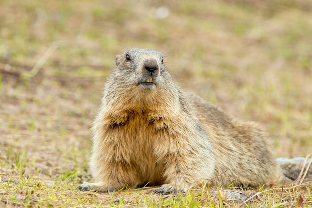 Murmeltierporträt, während es Sie auf Felsen und Grashintergrund betrachtet