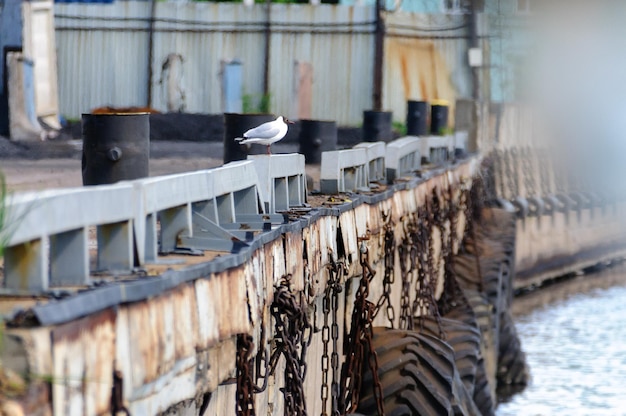 El muro de amarre en el puerto colgaba con neumáticos viejos