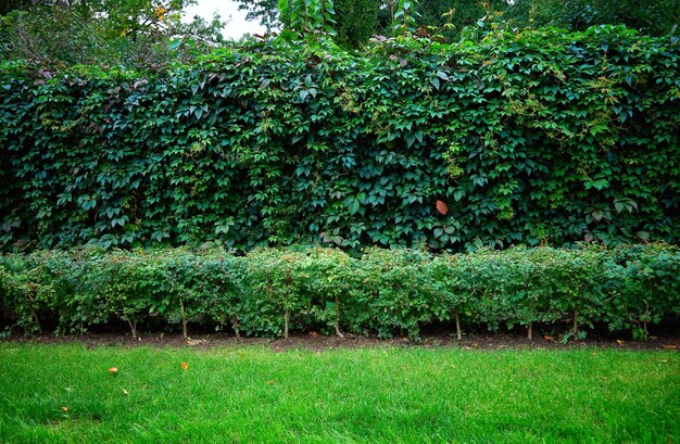 Muro de arbustos verdes en el fondo del parque de otoño