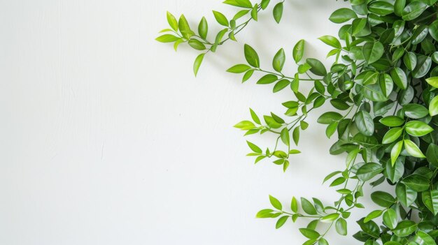 Muro blanco con planta verde