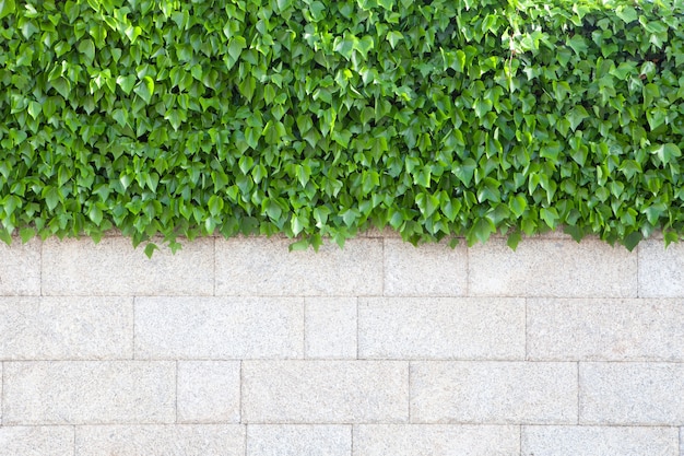 Muro de la casa cubierto de hermosas hojas verdes plantas